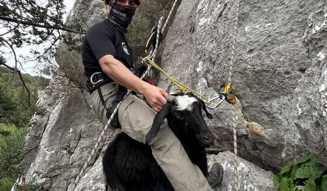 Kayalıkta mahsur kalan keçi ve kuzusunu itfaiye kurtardı