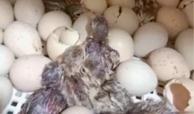 Kırılan her kabuk doğaya nefes oluyor