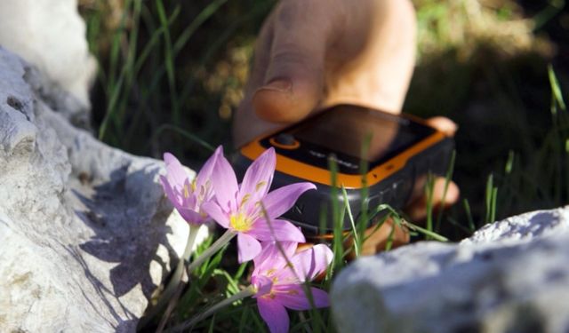 GPS verileri incelendi: Orkidelerde kaçak söküm alarmı