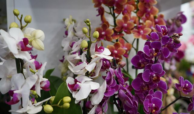 Sevgililer için gül 200, orkide 2 bin liradan başlıyor