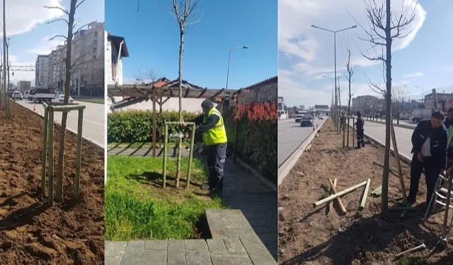 700 yıllık mirası 700 çınarla kök salıyor