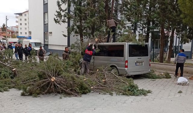 Çam ağacı minibüs üzerine devrildi