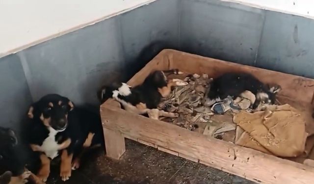 Hayvan barınağı iddialarına soruşturma