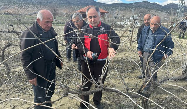 Üreticilere budama eğitimi