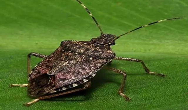 Bu böceği gördüğünüz yerde imha edin!