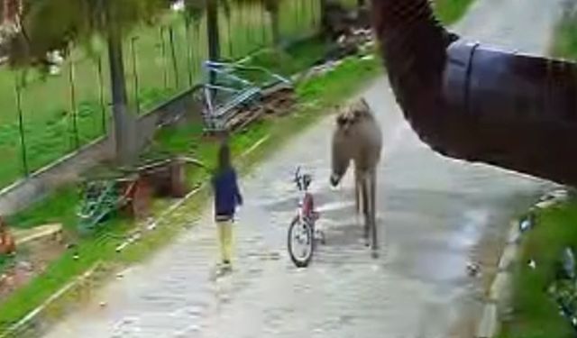 Evinin önünde oynayan çocuğa eşek saldırdı