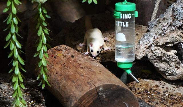 Kaçak bakılan 33 'uçan sincap' rehabilitasyona alındı