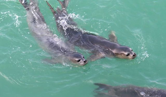 Nesli tehlikedeki Akdeniz foku yuvalarına 'tur' şikayeti