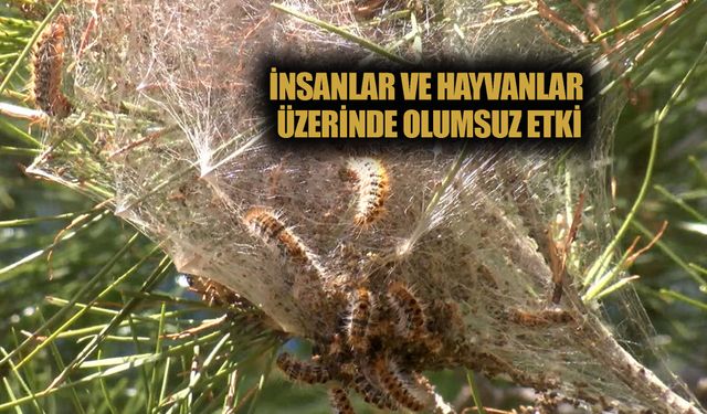 Ormanlarda sessiz tehlike; çam kese tırtılı uyarısı