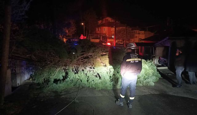 Rüzgar ağacı devirdi, elektrik telleri koptu