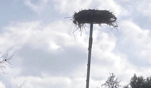 Antalya'da leyleğin bozulan yuvası için çağrı
