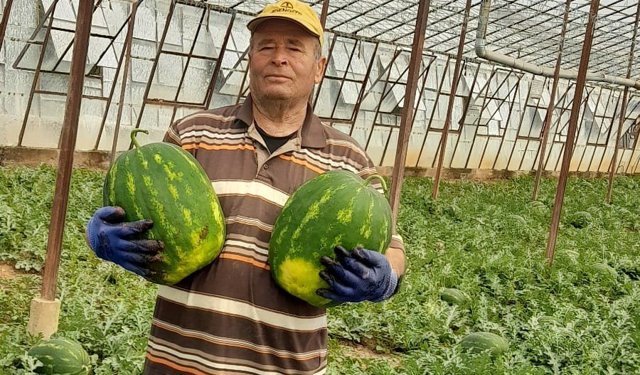 Antalya'da sezonun ilk erkenci karpuzu kilosu 40 liraya alıcı buldu