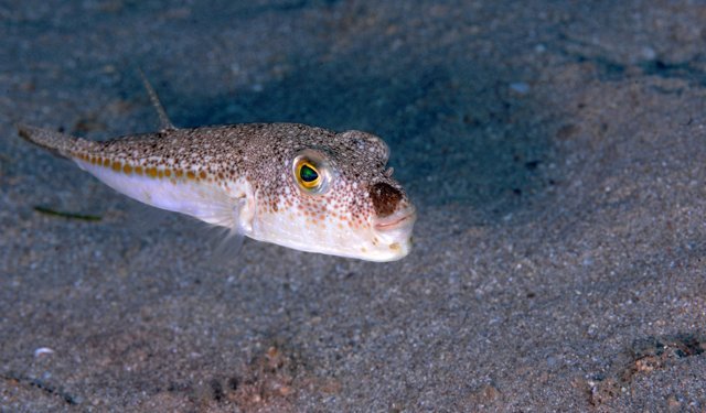 6 yılda 665 bin balon balığı yakalandı: 50 milyon bireyin sisteme girişi önlendi