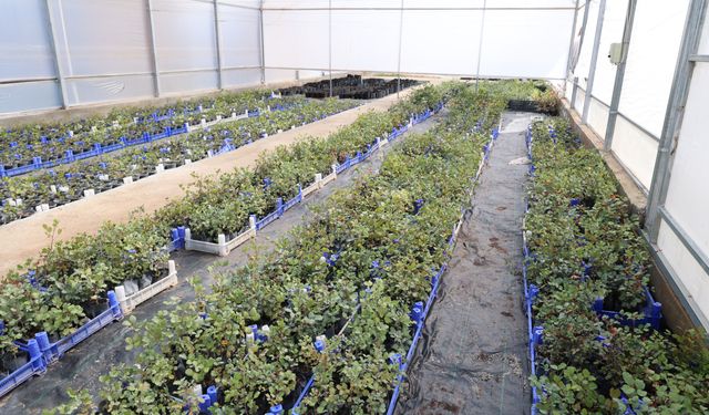 Alanya'da üreticiye 5 bin keçiboynuzu fidanı dağıtılacak