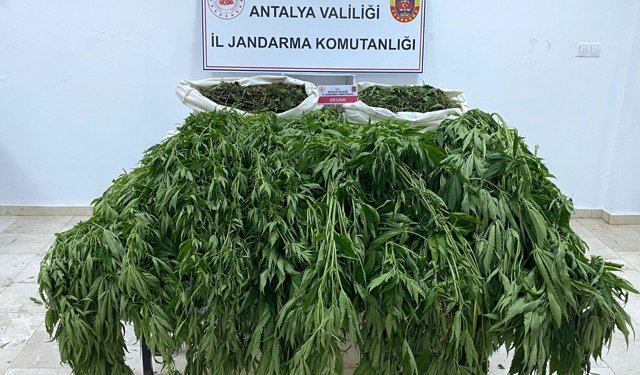 Antalya Serik'te uyuşturucu operasyonu: 1 tutuklu