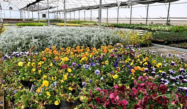 Çiçek Desenleri Günleri için 130 bin dal çiçek yetiştiriliyor
