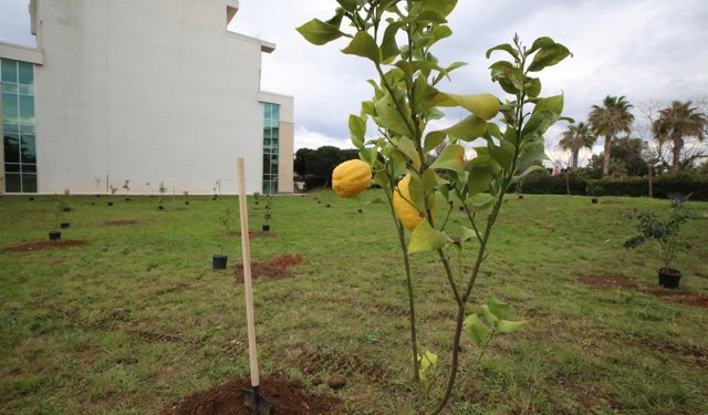 Daha yeşil bir Akdeniz Üniversitesi için 5 bin fidan dikildi
