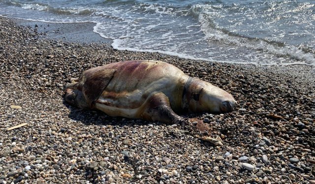 Gazipaşa'da deniz kaplumbağası ölüsü sahile vurdu