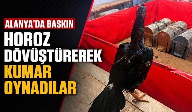 Alanya'da baskın: Horoz dövüştürerek kumar oynadılar