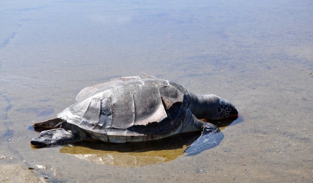 Gazipaşa'da caretta caretta ölüsü bulundu