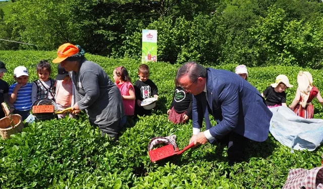 Çay İşletmeleri'ne personel atamalarında 40 yaş şartı aranmayacak