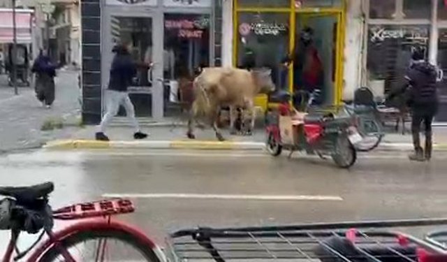 Kaçan inek, berber dükkanı ile çay ocağına girmeye çalıştı