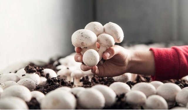 Korkuteli'de mantar yetiştiriciliği kursu