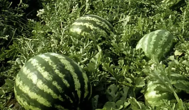 Tarım ÜFE'de yıllık artış yüzde 36,09'a ulaştı