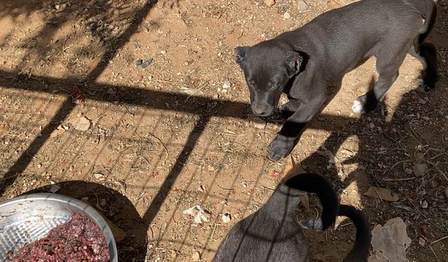 Antalya'da yavru köpeklerin kulaklarını kesip sattılar: 327 bin TL para cezası