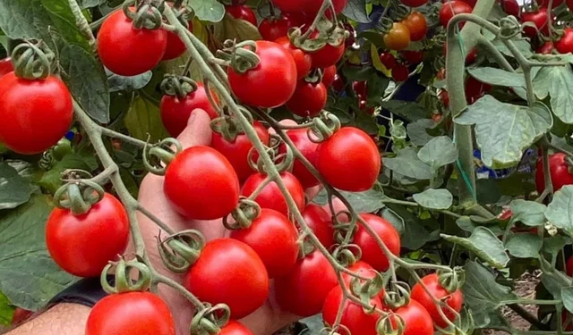 Zincir markete 'fahiş fiyat' incelemesi... Zincir markette kokteyl domates vurgunu!