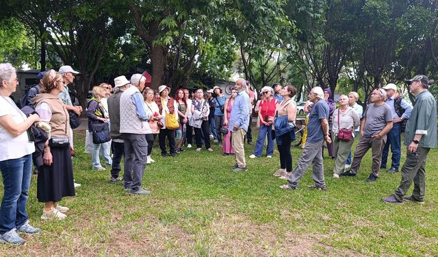 Antalya'da göçmen ağaçları