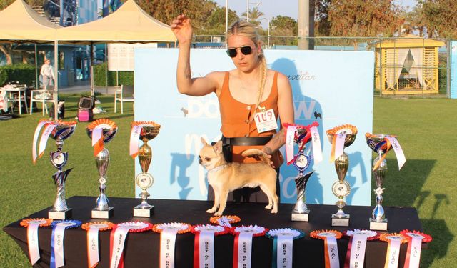 Aladar, 1500 köpek arasında Türkiye şampiyonu oldu