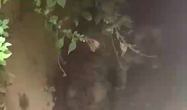 Alanya'da su kanalına 2 yavru köpek düştü