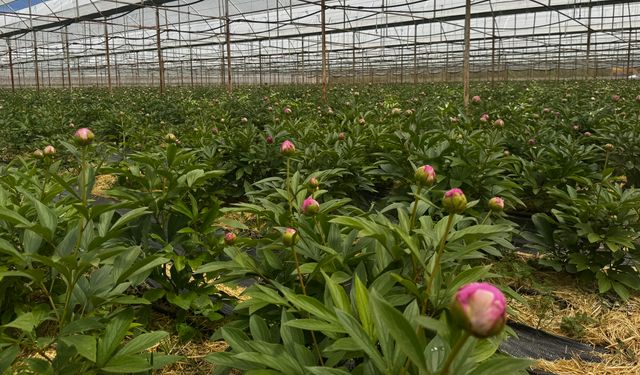 Antalya'da yetiştirilen şakayıklar 81 ile gidiyor