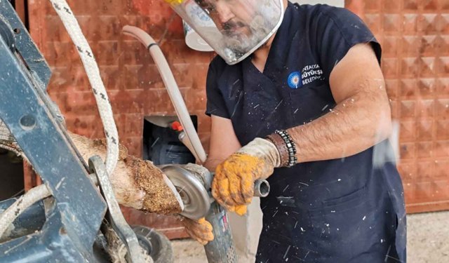 Büyükbaş hayvanlara yönelik ücretsiz tırnak bakımı