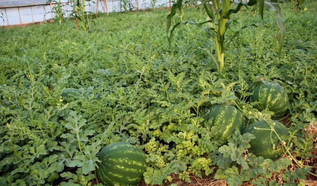 'Fiyatı sorulmayan' karpuzun hasadı başladı