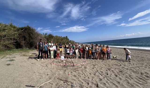 Gazipaşa'da yılın ilk caretta caretta yuvası korumaya alındı