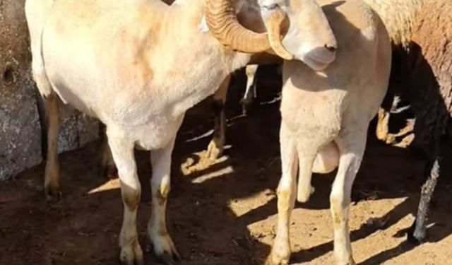 Hayvan pazarında 'kurban' hareketliliği