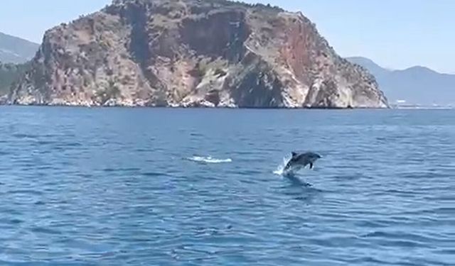 Alanya açıklarında yüzen yunuslar görüntülendi
