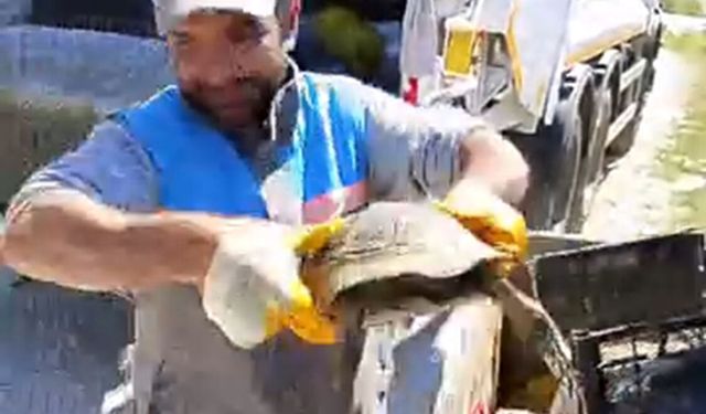 Alanya'da çöpe atılan kaplumbağa kurtarıldı