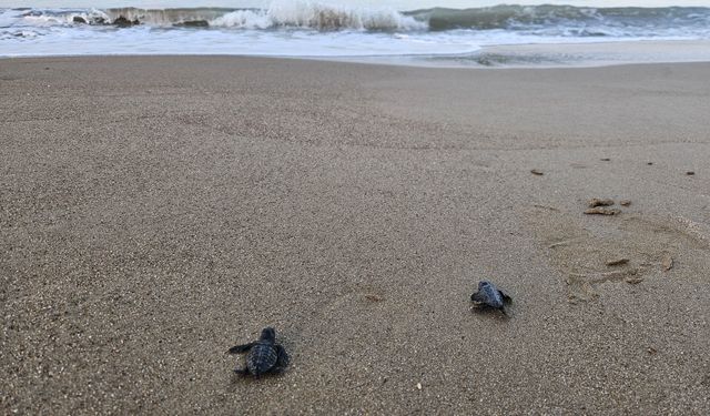 32 yıllık caretta mücadelesi: 1,5 milyon yavru denize ulaştı