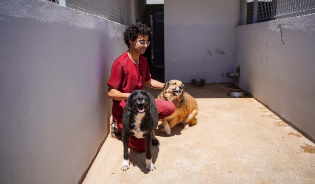 Engelli köpek 'Paytak' için sıcak yuva aranıyor