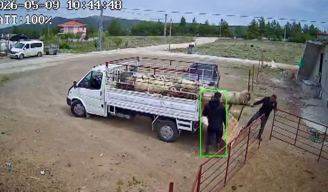 Koçun saldırısına uğrayan besici kamyonetten düştü