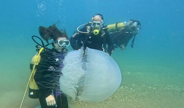 Antalya Körfezi'ne giren denizanalarının geçişi tamamlandı