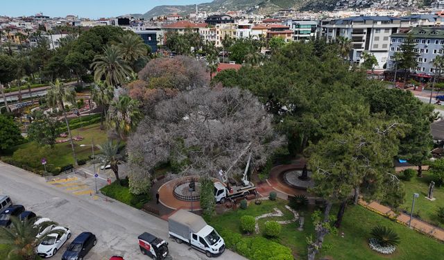 Alanya’da Akdeniz Çam Kabuk Böceğine karşı ortak mücadele başlatıldı