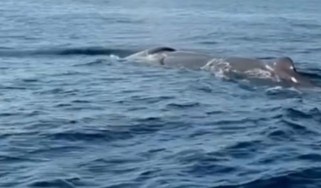 Alanya'da amatör balıkçı, Akdeniz'de balina görüntüledi