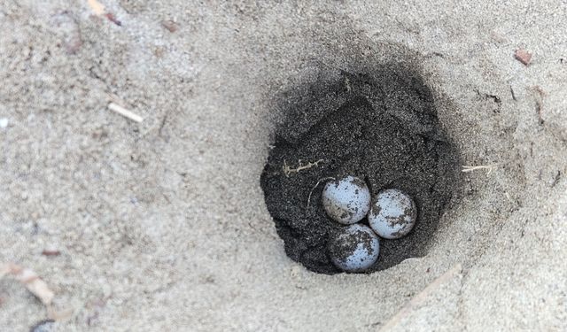 Antalya'da hava ısındı, caretta yuvaları arttı