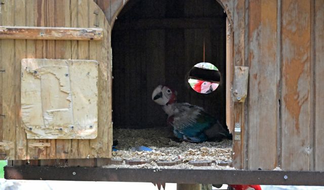 Zebra, papağan, midilli ve geyiklerde doğum sevinci