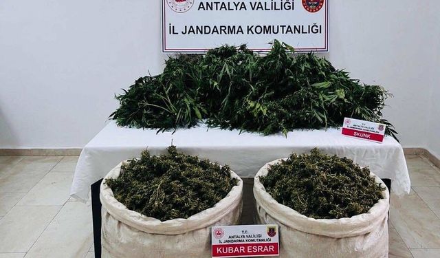 Antalya'da büyük operasyon: 11 Kilo 100 gram kubar esrar ve 200 kök kenevir ele geçirildi