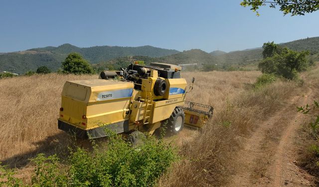 Gazipaşa'da örnek proje: Karakılçık buğdayı hasadı gerçekleştirildi